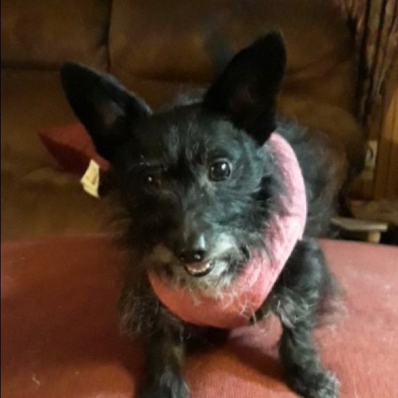 Meet your Posher, Sissy - Picture 4 of 8